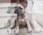Small Photo #1 French Bulldog Puppy For Sale in CLARKSBURG, MD, USA