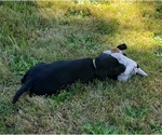 Small #7 Labrador Retriever