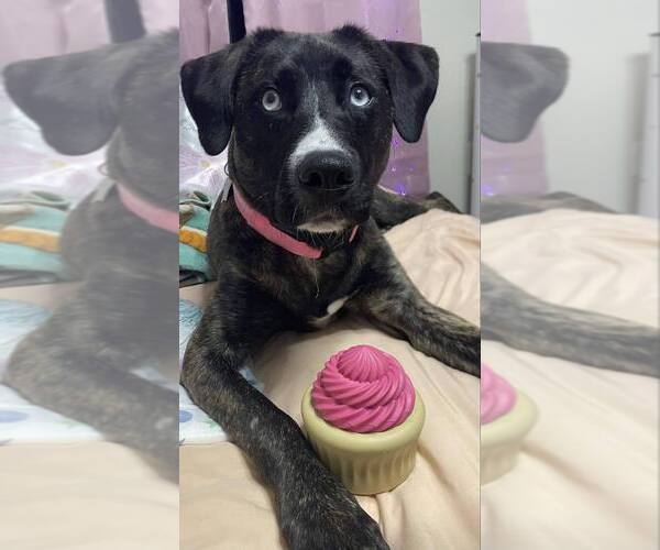 Medium Photo #5 Siberian Husky-Unknown Mix Puppy For Sale in Springdale, PA, USA