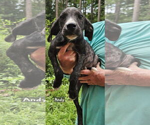 Mutt Dogs for adoption in Corinth, MS, USA