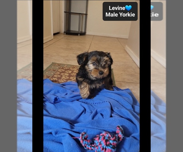 Medium Photo #3 Yorkshire Terrier Puppy For Sale in TUCSON, AZ, USA