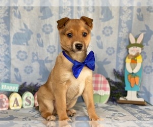 Jack Russell Terrier-Unknown Mix Puppy for sale in LANCASTER, PA, USA