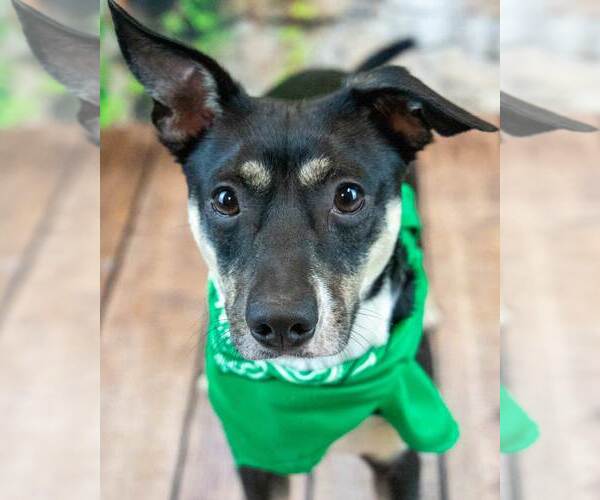 Medium Photo #1 Jack-Rat Terrier Puppy For Sale in Kennesaw, GA, USA