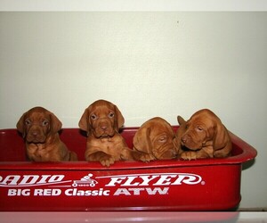 Boxer Puppy for sale in AMORITA, OK, USA