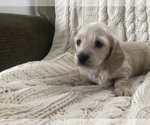 Dachshund Puppy for sale in POCATELLO, ID, USA