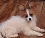 Small Photo #2 Papillon Puppy For Sale in FREWSBURG, NY, USA