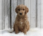 Small Goldendoodle