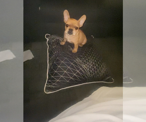 French Bulldog Puppy for sale in ATLANTA, GA, USA