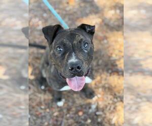 Mutt Dogs for adoption in Santa Barbara, CA, USA