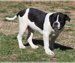 Small Photo #3 Alapaha Blue Blood Bulldog Puppy For Sale in MARBLE FALLS, AR, USA