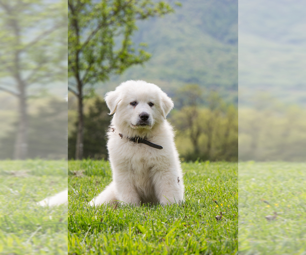 Medium Photo #1 Great Pyrenees Puppy For Sale in TOMS BROOK, VA, USA