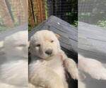 Small Photo #20 Swiss Shepherd-Timber Wolf Mix Puppy For Sale in MAD RIVER, CA, USA