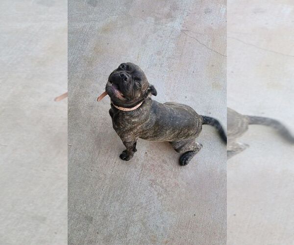 Medium Photo #3 Frenchie Pug Puppy For Sale in San Bernardino, CA, USA