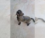 Small #2 Frenchie Pug