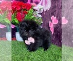 Small #6 Pomeranian