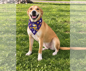 Labrador Retriever-Unknown Mix Dogs for adoption in Crystal, MN, USA