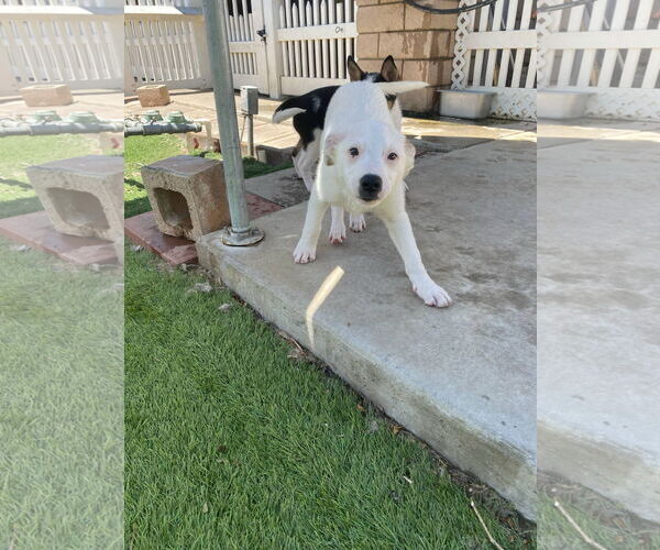 Medium Photo #3 Australian Shepherd-Unknown Mix Puppy For Sale in La Verne, CA, USA
