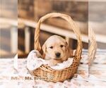 Puppy Ms Brown Golden Retriever