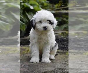 Father of the Miniature Bernedoodle puppies born on 02/06/2023