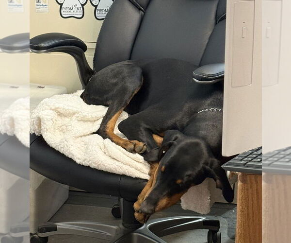 Medium Photo #2 Doberman Pinscher Puppy For Sale in Mooresville, NC, USA