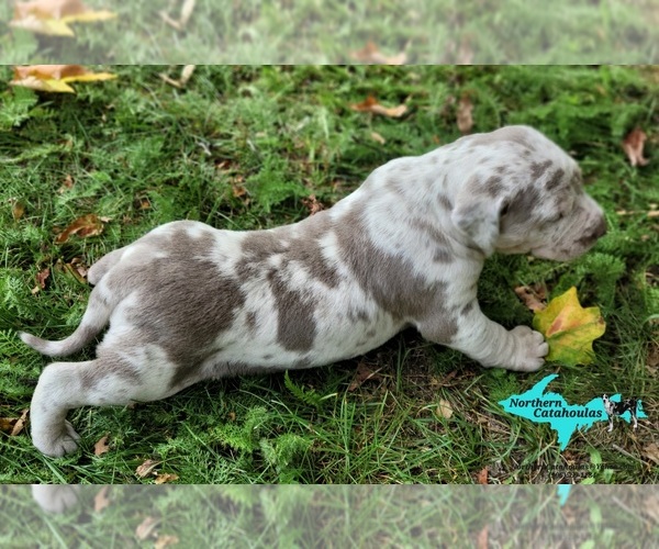 Medium Photo #3 Catahoula Leopard Dog Puppy For Sale in MORAN, MI, USA
