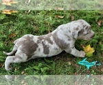 Small #2 Catahoula Leopard Dog