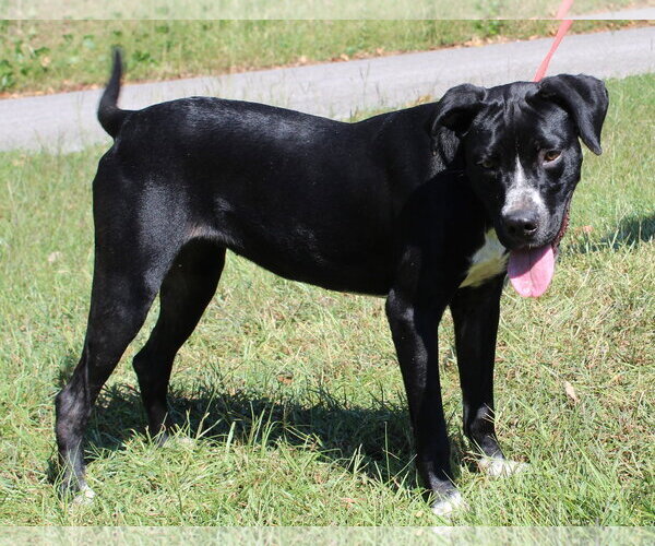 Medium Photo #2 Boxer-Unknown Mix Puppy For Sale in Prattville, AL, USA