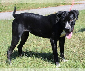 Dottie 44183 - Female Boxer-Unknown Mix Dog for Adoption - Photo #2