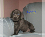 Small Photo #14 Weimaraner Puppy For Sale in LAS ANIMAS, CO, USA