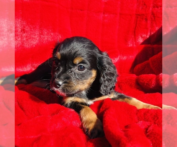 Medium Photo #9 Cavalier King Charles Spaniel Puppy For Sale in FRESNO, OH, USA