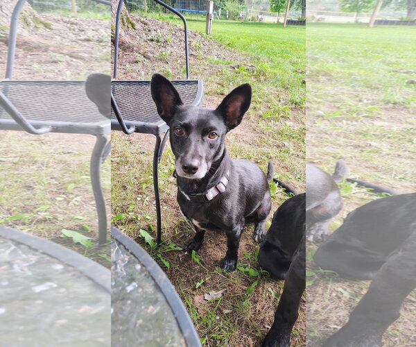 Medium Photo #1 Mutt Puppy For Sale in New London, WI, USA