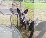 Small Mutt