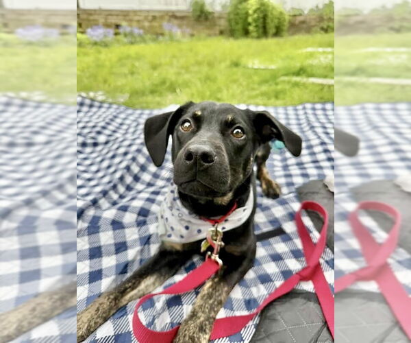 Medium Photo #6 Mountain Cur-Unknown Mix Puppy For Sale in Boston, MA, USA