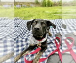 Small #5 Mountain Cur Mix