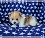 Small Photo #4 Pomeranian Puppy For Sale in RISING SUN, MD, USA