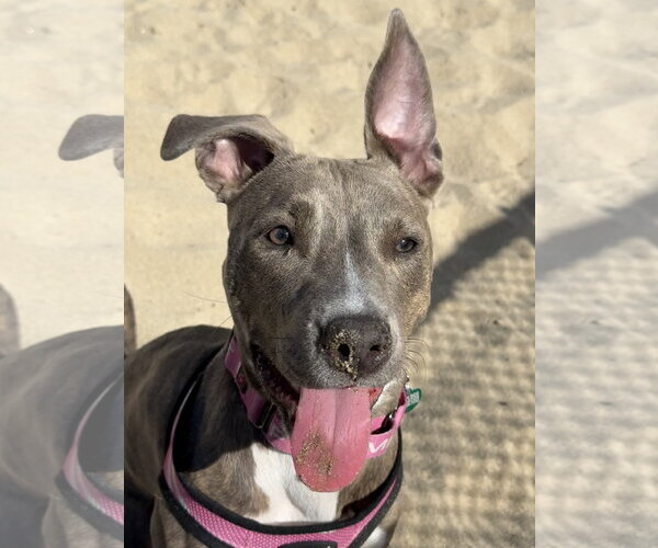 Medium Photo #4 American Pit Bull Terrier-American Staffordshire Terrier Mix Puppy For Sale in Lake Elsinore, CA, USA