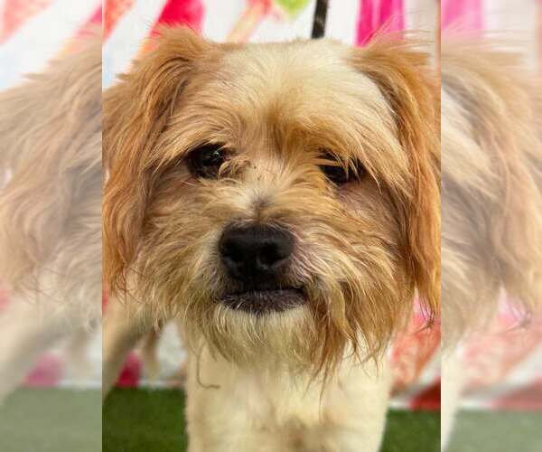 Medium Photo #5 Mutt Puppy For Sale in New York, NY, USA