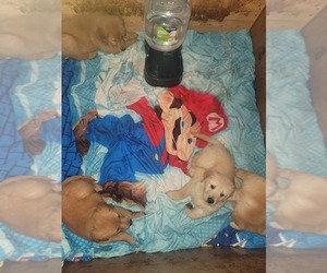 Golden Retriever Puppy for sale in TEXARKANA, TX, USA
