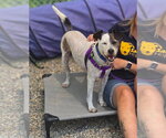 Small #2 Jack Russell Terrier Mix