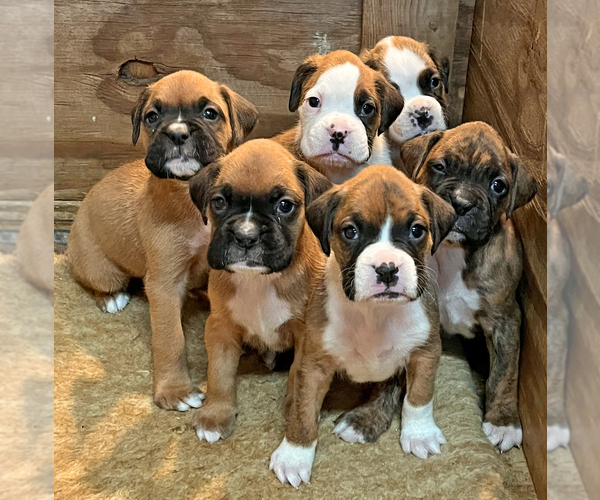 View Ad Boxer Litter of Puppies for Sale near North Carolina