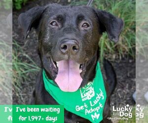 Mikey - Male Labrador Retriever-Retriever  Mix Dog for Adoption - Photo #4