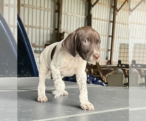 German Shorthaired Pointer Puppy for sale in WARSAW, NC, USA