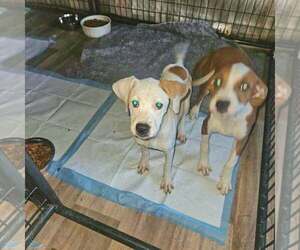 Sibbies : Bruce - Male Boxer-Unknown Mix Dog for Adoption - Photo #4