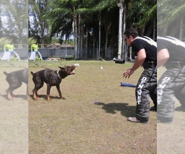 Medium Photo #109 Doberman Pinscher Puppy For Sale in FORT LAUDERDALE, FL, USA