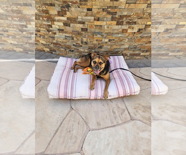 Medium Photo #19 Rottweiler-Unknown Mix Puppy For Sale in phoenix, AZ, USA