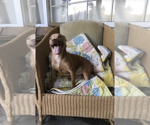 Basenji-Pembroke Welsh Corgi Mix Puppy for sale in FRESNO, CA, USA