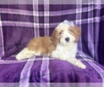 Small #6 Cavapoo