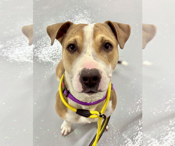 Medium Photo #3 Mutt Puppy For Sale in GILBERTS, IL, USA