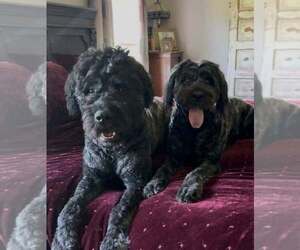 Father of the Bouvier Des Flandres puppies born on 05/07/2026