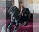 Small Photo #1 Bouvier Des Flandres Puppy For Sale in WALKER, LA, USA